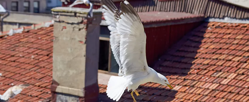 Residential Chimney Animal Removal Solution in Gurnee, IL