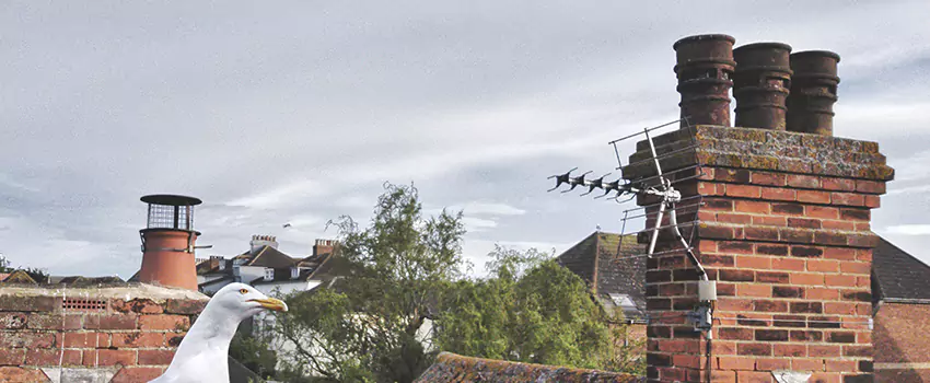 Chimney Cleaning And Restoration in Gurnee, Illinois